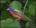 _7SB4063 painted bunting
